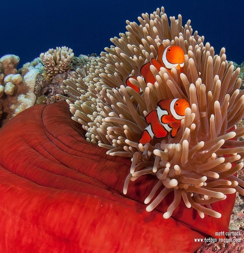 two clown fish in the fronds of a sea anemone