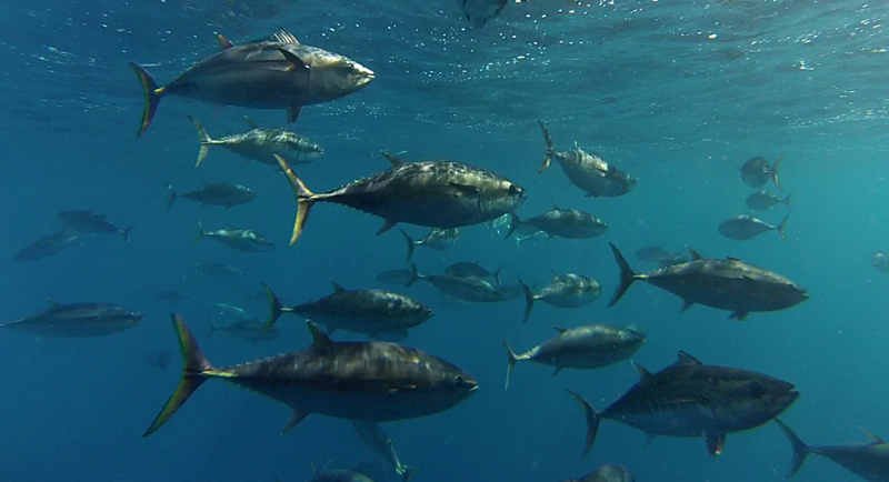 underwater image of school of tuna