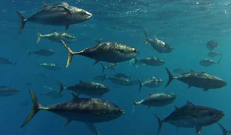 school of tuna underwater