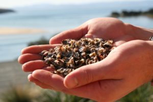 Cupped hands holding tiny oysters