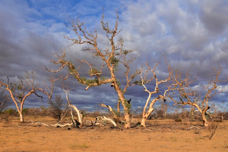 Trees in a desert, where there is evidence of resprouting and regrowth.