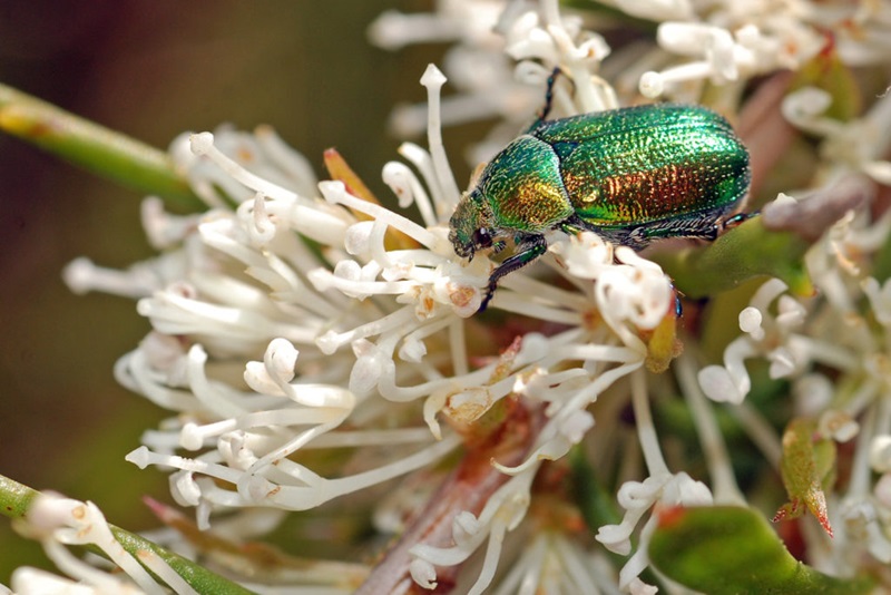 Green beetle on white flower