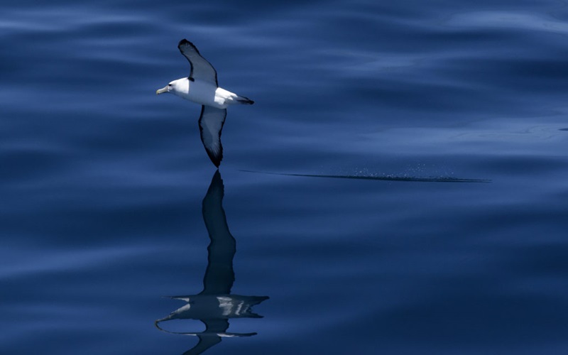 A large white seabird with black edges wings flying just above the glassy surface of the ocean.