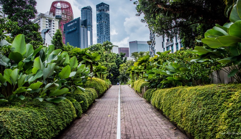 Urban greening in Singapore - a path bordered by a green hedge and trees