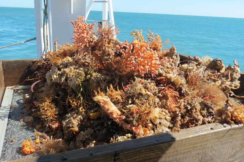 Corals and sea sponges on boat deck