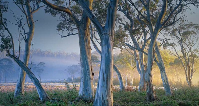 Snow gums