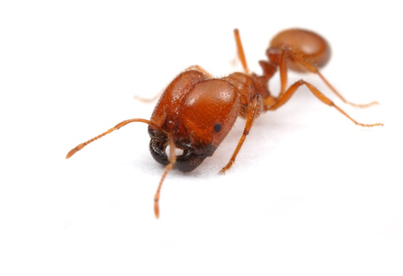 A reddish brown coloured ant