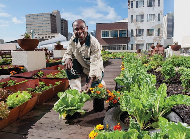 A farmer on a rooftop garden pioneered by Durban city council, South Africa. Here the solution is to create a rooftop gardens for building insulation but also for food production.
