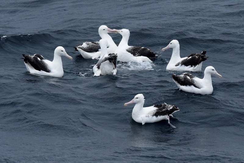 A group of large white and black seabirds sitting on the ocean.