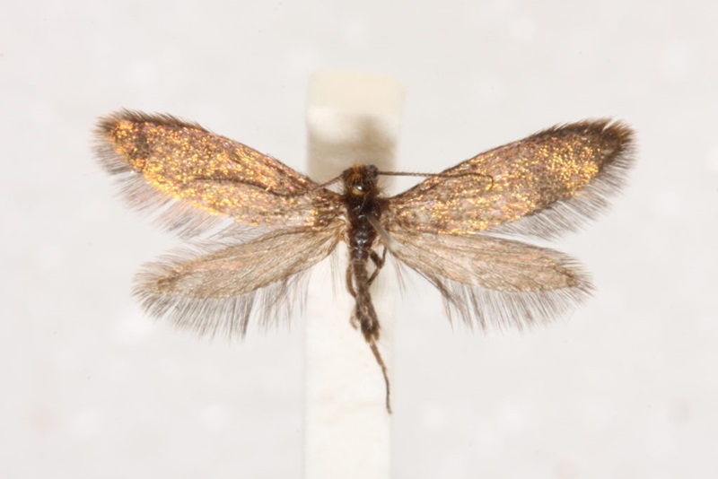 A dead moth specimen with wings spread and gold specks on the wings
