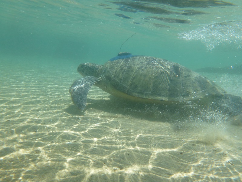 A tagged turtle makes a getaway. Image: Mat Vanderklift