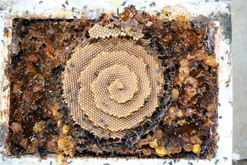 Top view of native bee hive with spiral appearance