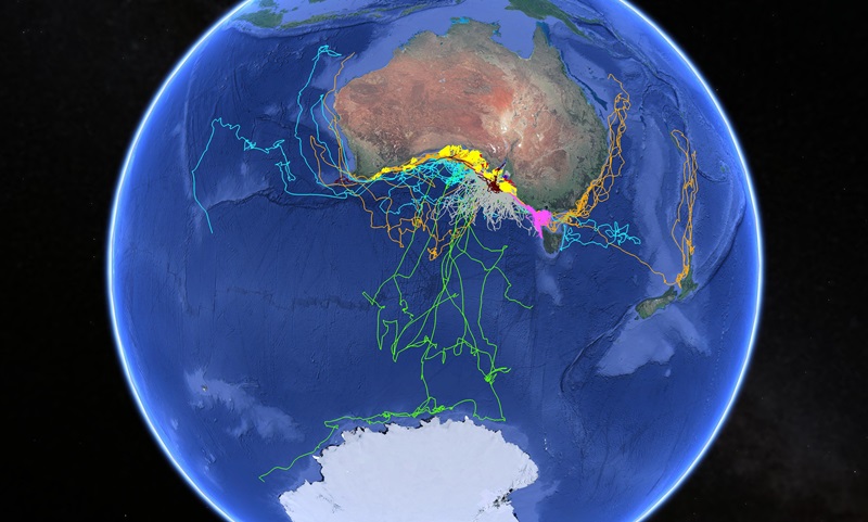 globe showing Australia with tracks of sea animals