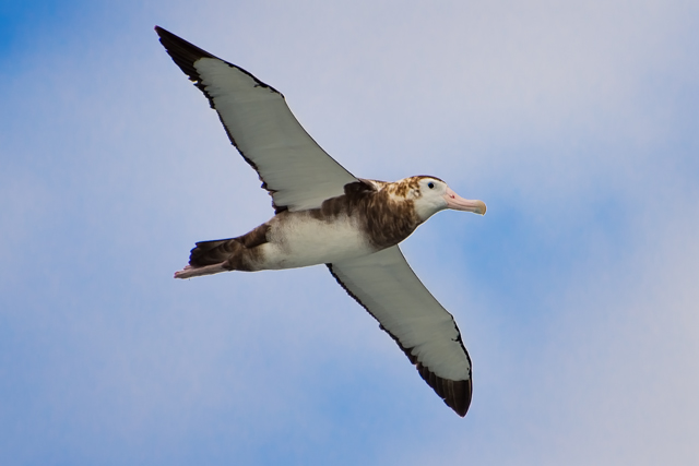 Bird in flight