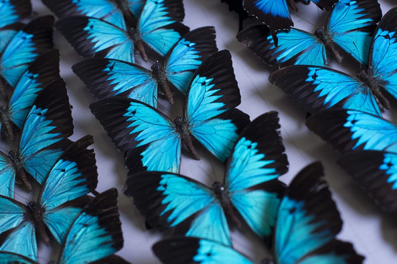 Blue and black winged butterflies pinned to a board