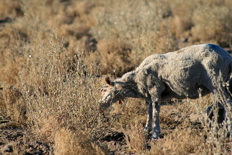 sheep eating from saltbush