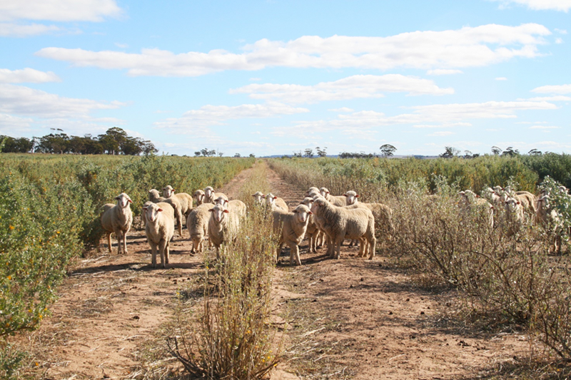 sheep on a track surrounded by saltbush