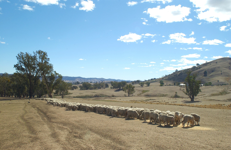 sheep in a line eating grain with a bare hill behind