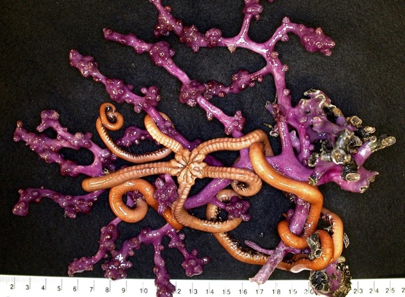 Deep sea delights: this coral species, Victorgorgia eminens, and its snake star symbiont, was discovered living in the seamounts off the coast of Tasmania