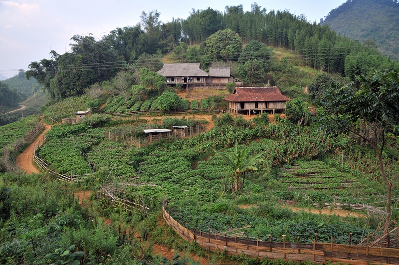 hillside farming in vietnam