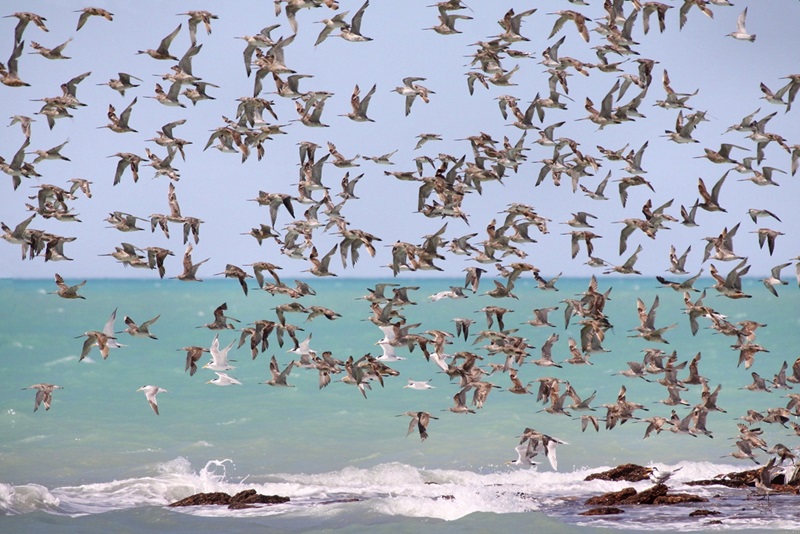 Flock of birds flying off shore over beach