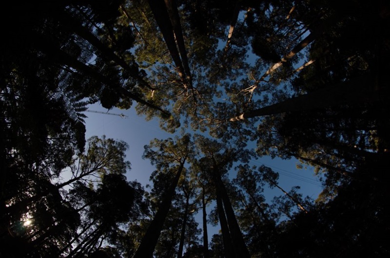 TREE CANOPY