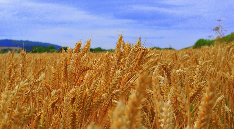 Close up of wheat heads and blue sky in background