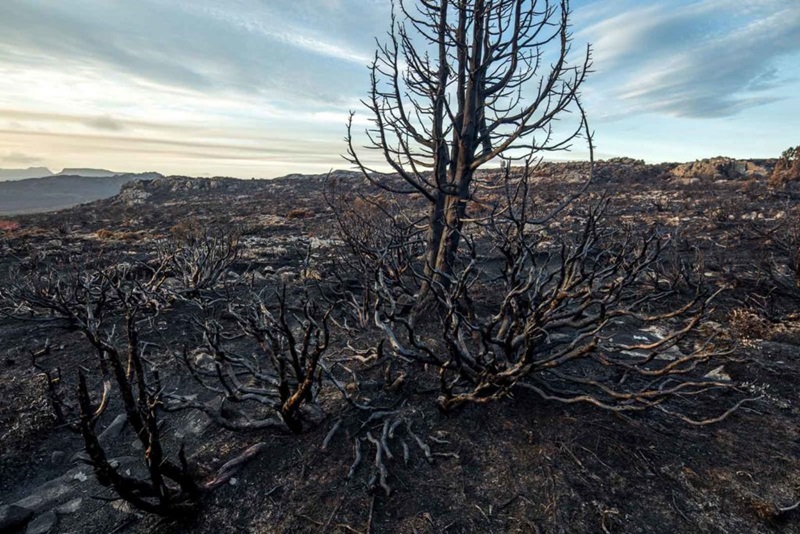 Burnt pencil pine and alpine flora, Mackenzie fire, Tasmania.