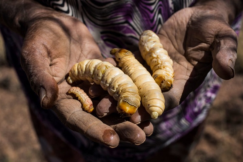 A picture of an Aboriginal woman's hands holding out 4 witjuti grubs (caterpillars) 
