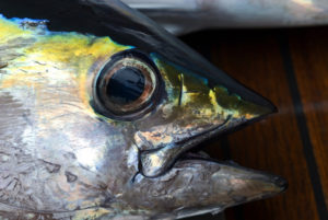 Close up of the head of a Yellow Fin Tuna