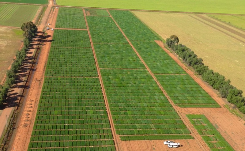 Pre-breeding trials at Yanco.