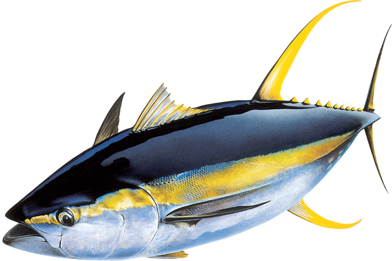 An illustration of a Yellowfin Tuna 