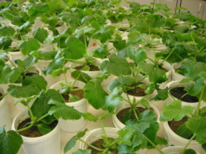 white pots with zucchinis