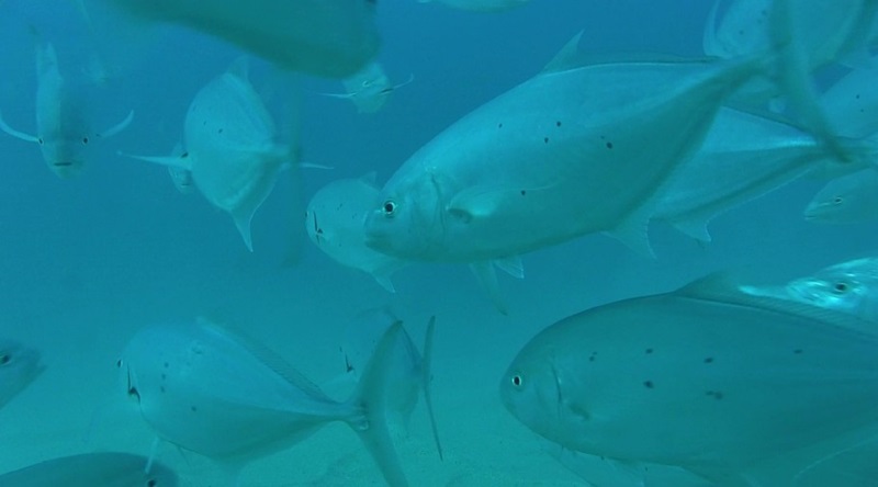 Group of fish underwater