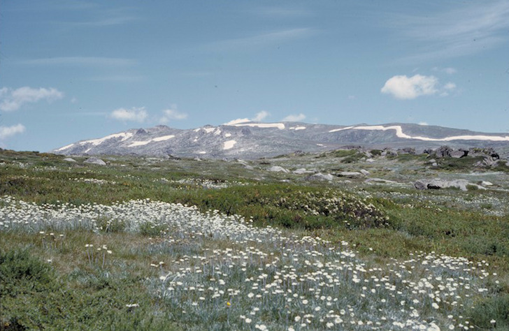 mountain field with flowers and snow-capped mountains in the background