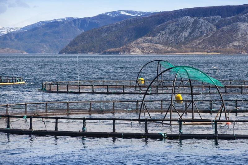 Norwegian fish farm for salmon growing