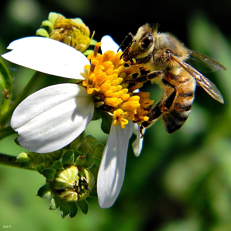European bee on a flower with white petals