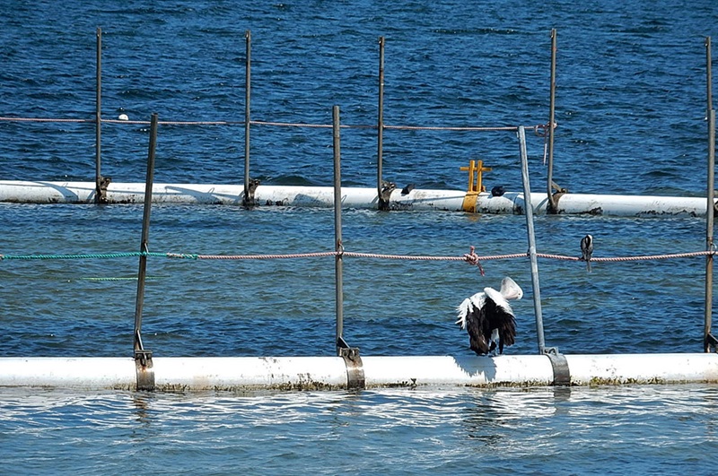 A pelican sitting on the edge of a fish pen in the ocean