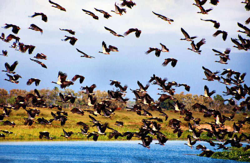 birds taking off from wetlands