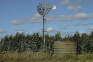 Blue gums behind a windmill and water tank