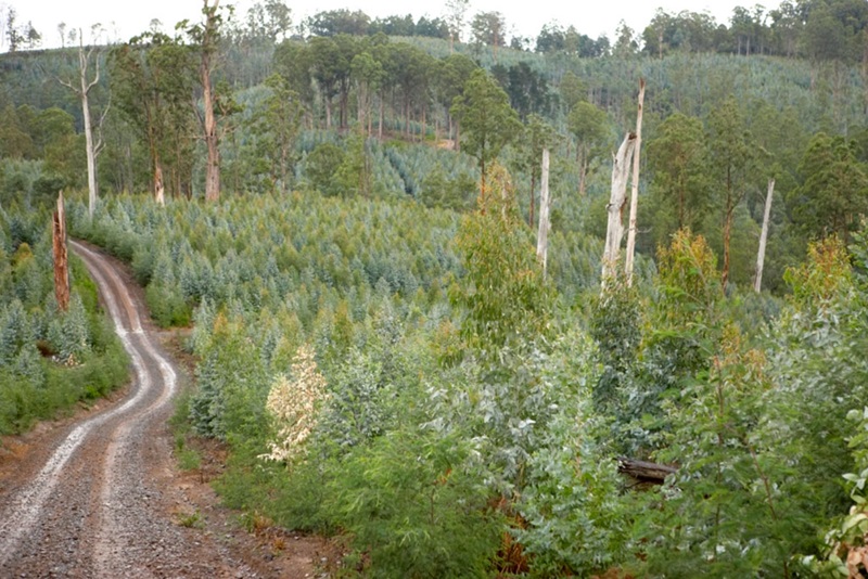 Blue gum plantation