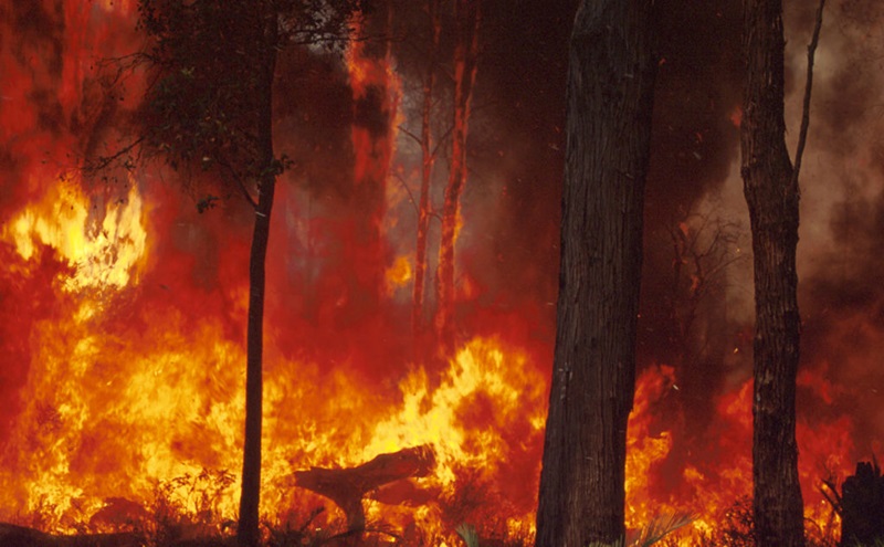 Bushland on fire