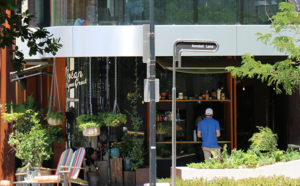 Person at cafe surrounded by plants