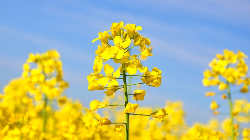 canola flower