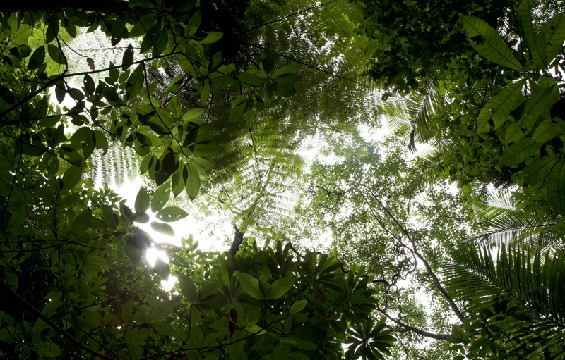 forest canopy