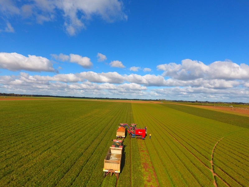 Tractor in field harvesting carrots. Image by Kagome