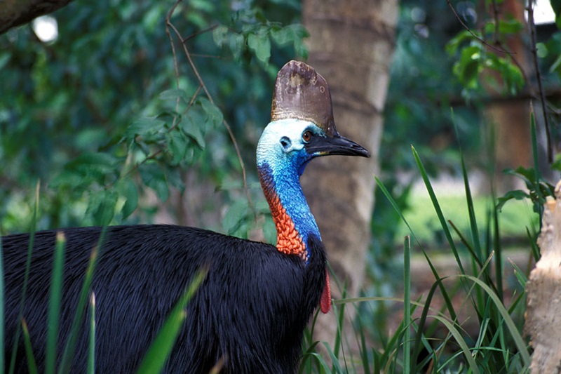 A large black-feathered bird with blue and red coloured neck and a crest on its head