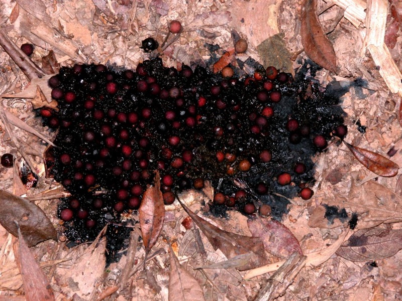 Cassowary poo containing small berries of the same reddish colour