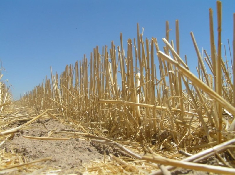 Crop stubble in a field after harvest.