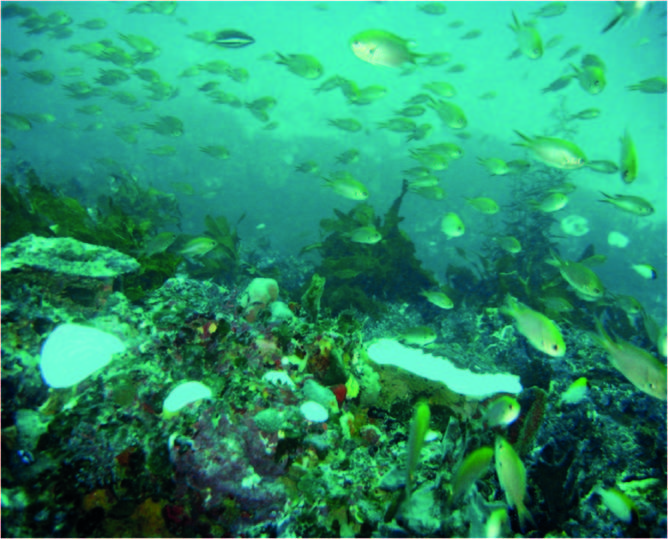 Coral reef with white coral sections and fish above